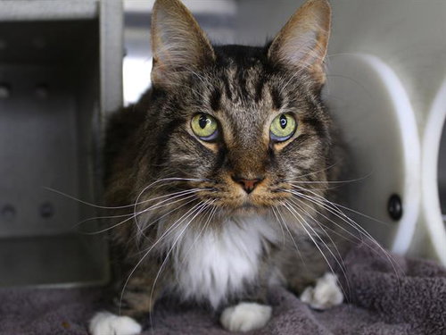 SNICKERS, a cat for adoption from Tallahassee-Leon Community Animal Service Center