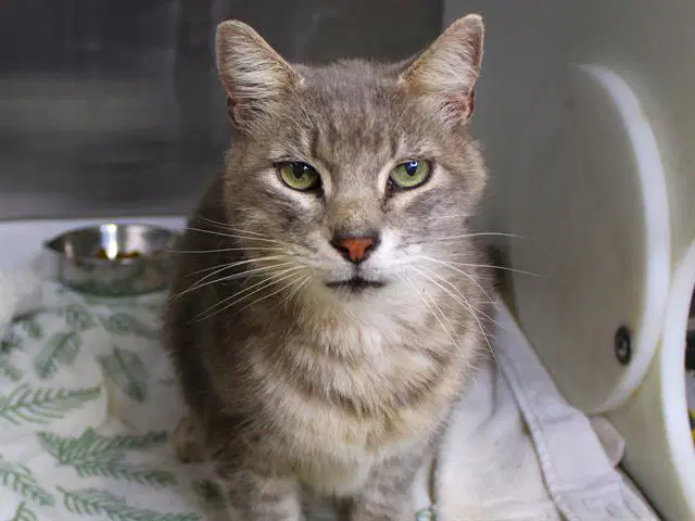 Sam - Domestic Short Hair