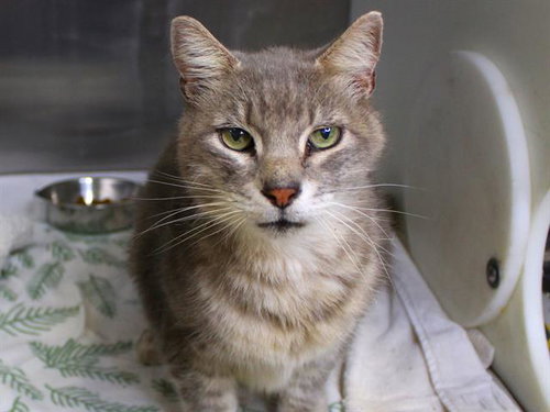 SAM, a cat for adoption from Tallahassee-Leon Community Animal Service Center