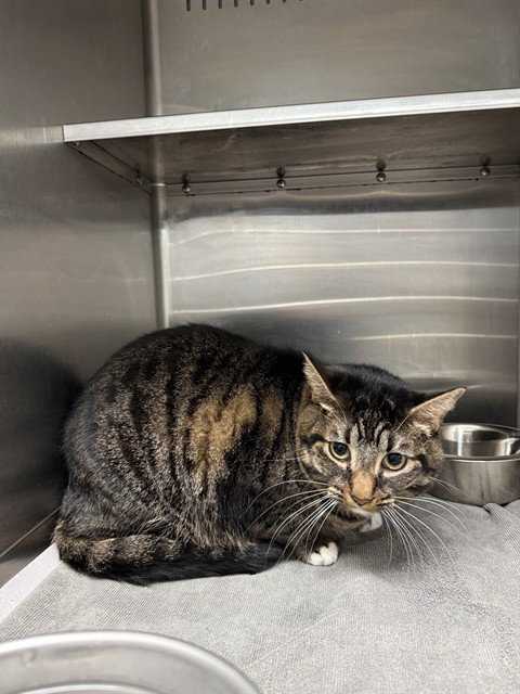 MILO, a cat for adoption from Tallahassee-Leon Community Animal Service Center