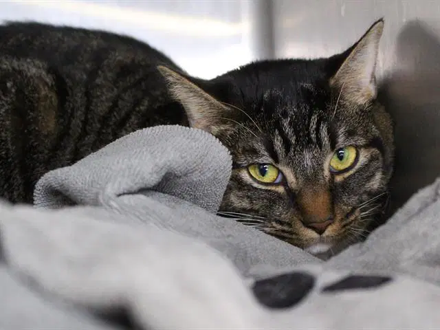 Sunny - Domestic Short Hair