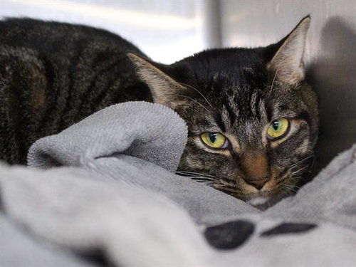 Sunny, Domestic Short Hair (medium coat)