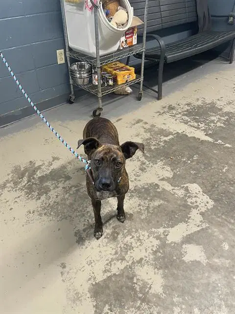 Kiki - Plott Hound