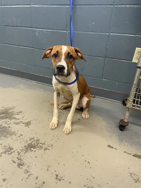 Thor - American Pit Bull Terrier