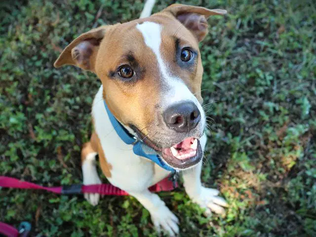 Thor - American Pit Bull Terrier