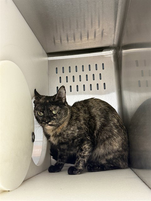 ZOEY, a cat for adoption from Tallahassee-Leon Community Animal Service Center