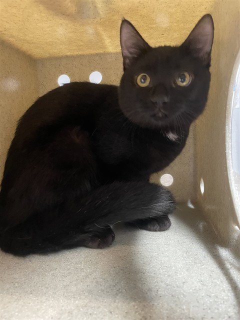 TOOTHLESS, a cat for adoption from Tallahassee-Leon Community Animal Service Center