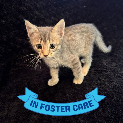 FLINT, a cat for adoption from Tallahassee-Leon Community Animal Service Center
