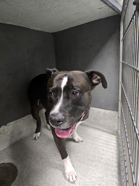 BLU, a dog for adoption from Tallahassee-Leon Community Animal Service Center