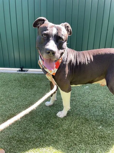 Blu - American Staffordshire Terrier
