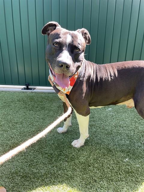 Blu, American Staffordshire Terrier (medium coat)