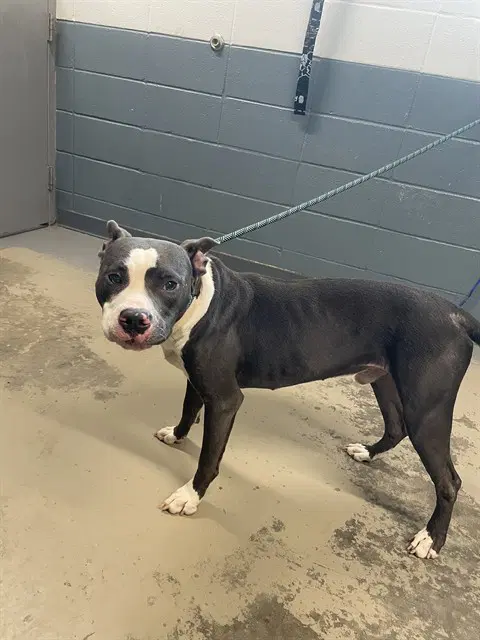 Benny image 1