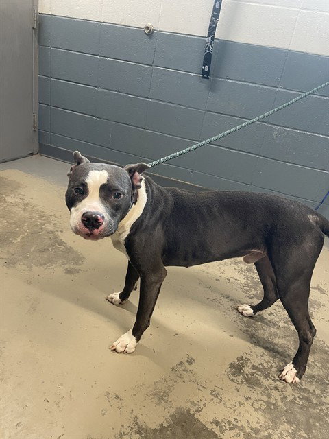 BENJI, a dog for adoption from Tallahassee-Leon Community Animal Service Center