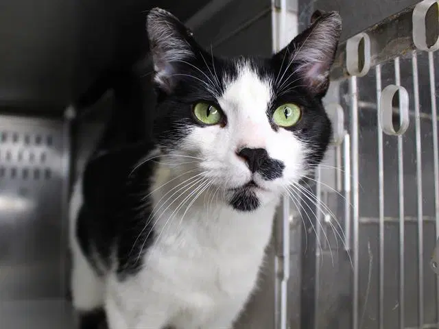 Patches - Domestic Short Hair