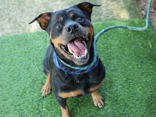 Aurora, Rottweiler (medium coat)