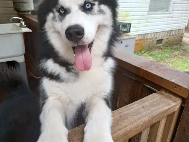 Sly - Siberian Husky