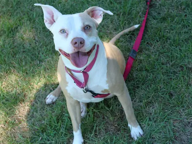 Bailey - American Staffordshire Terrier