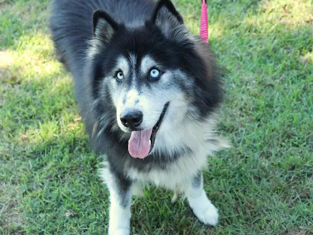 Levi - Husky