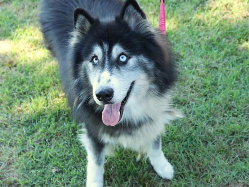Levi, Husky / Mixed (medium coat)