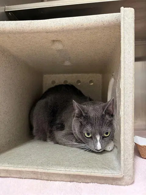 Stormy - Domestic Short Hair