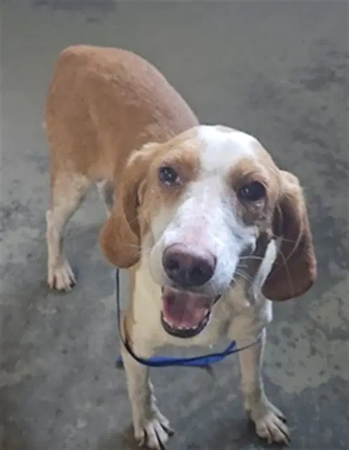 Dolly - Beagle
