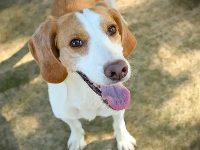 Dolly - Beagle