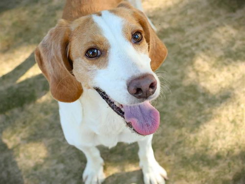 Dolly, Beagle / Mixed (medium coat)