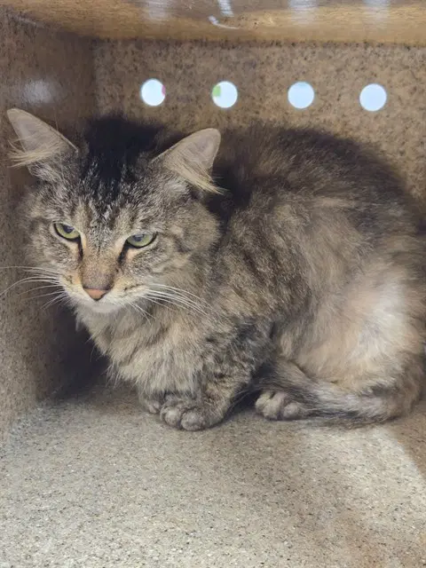 Latte - Domestic Medium Hair