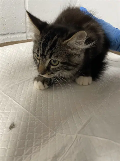 Walnut - Domestic Medium Hair