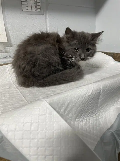 Ash - Domestic Medium Hair