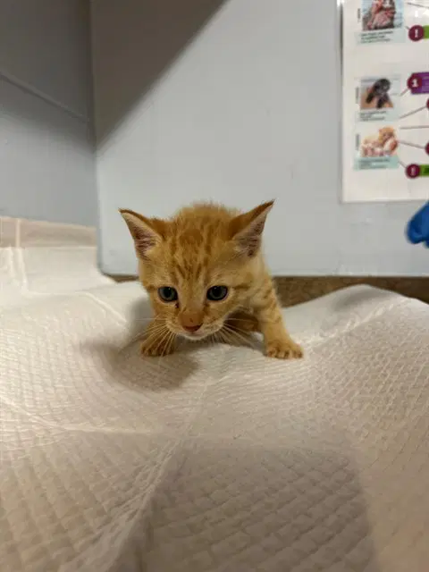 Pawtcha - Domestic Short Hair