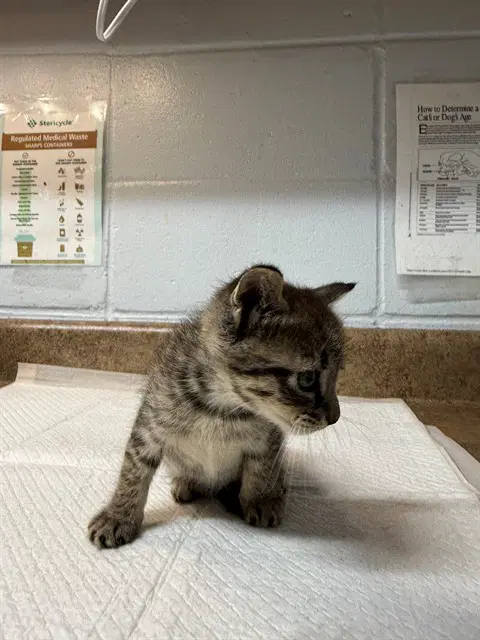 Pawrjeeling - Domestic Short Hair
