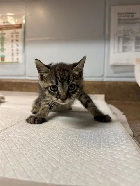 Mewlong - Domestic Short Hair