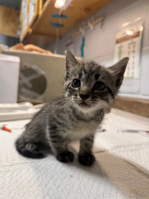 Purrl Gray - Domestic Short Hair