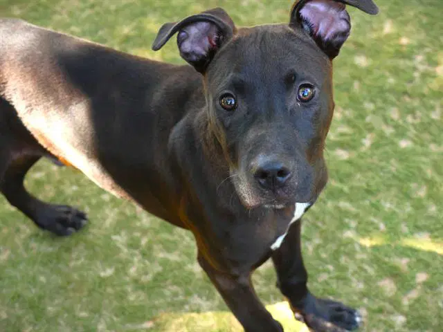 Sonny - American Staffordshire Terrier