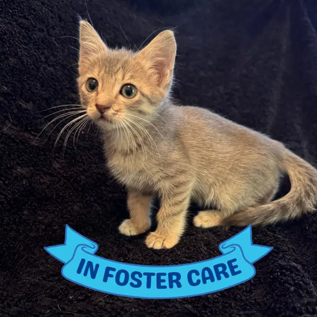 Pot Pie - Domestic Short Hair
