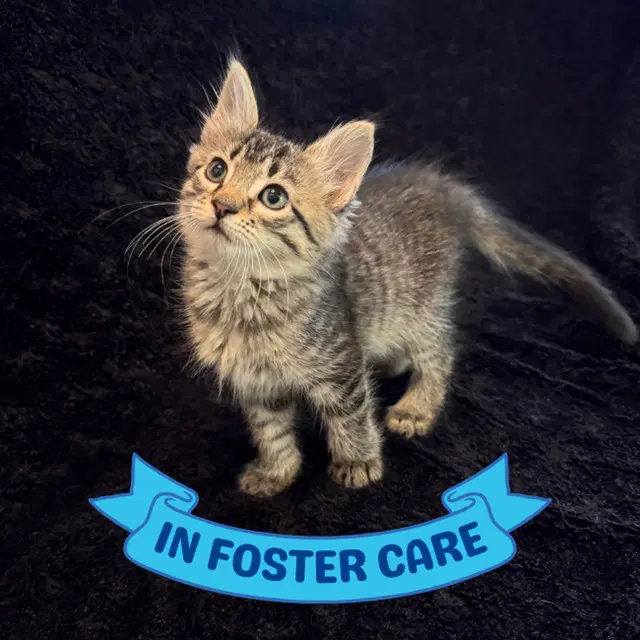 Maple - Domestic Short Hair