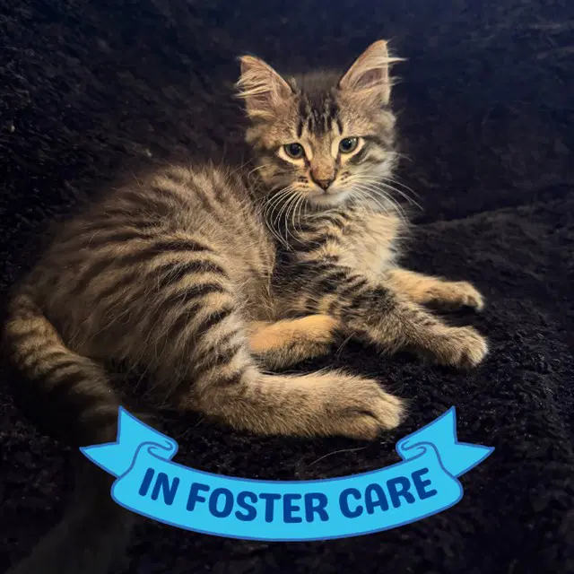Jack - Domestic Short Hair
