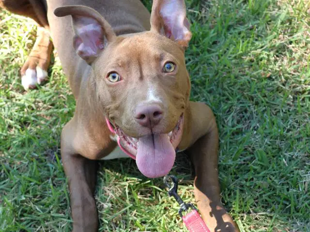 Joppa - American Staffordshire Terrier