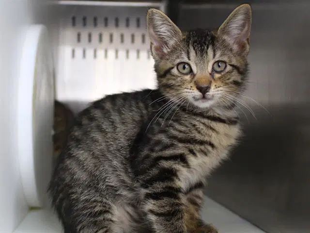Hot Fudge - Domestic Short Hair