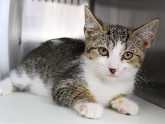 Whipped Cream - Domestic Short Hair