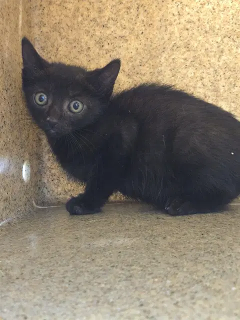 Bravo - Domestic Short Hair