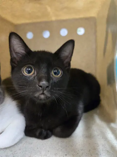 Barley - Domestic Short Hair