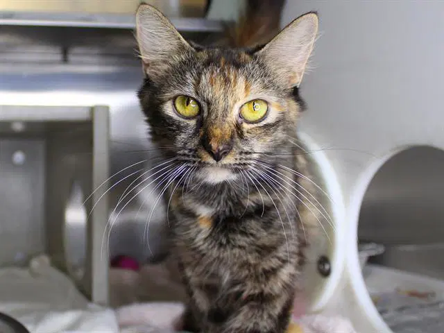 Ripley - Domestic Long Hair