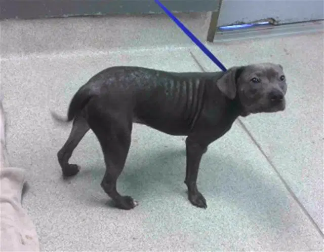 Timothy - American Staffordshire Terrier