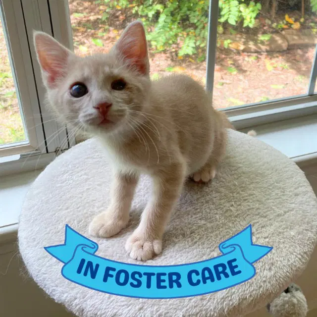 Edward - Domestic Short Hair