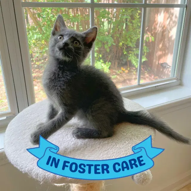 Grayson - Domestic Short Hair