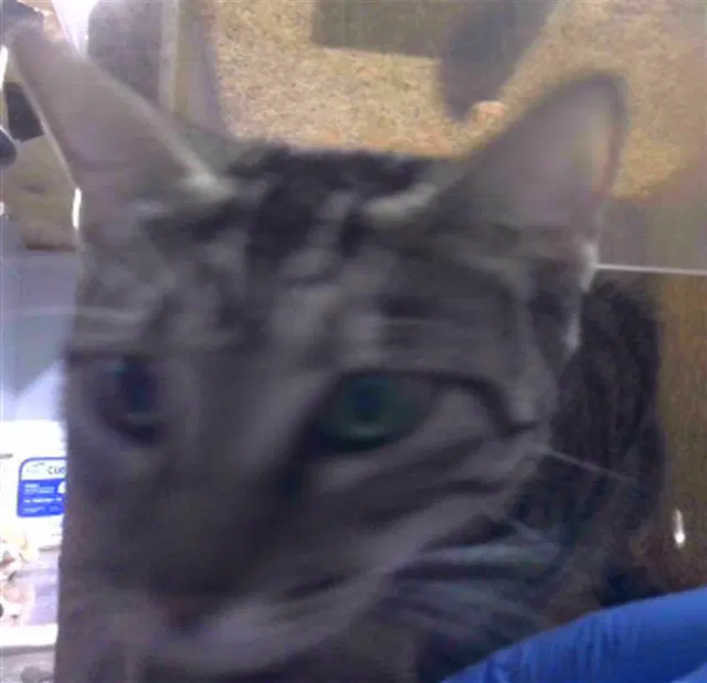 Unknown - Domestic Short Hair