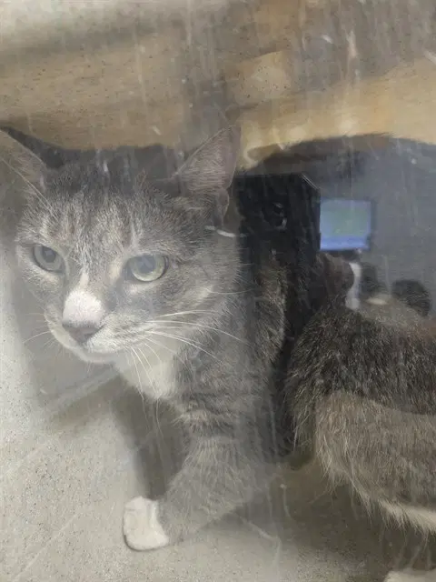 Lulu - Domestic Short Hair