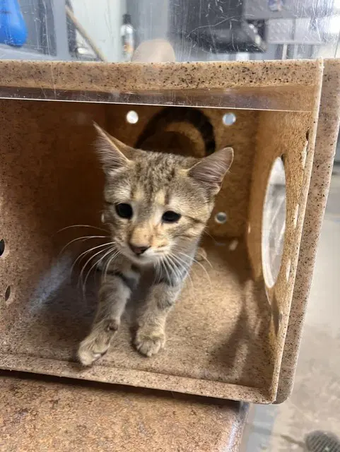 Aiden - Domestic Short Hair